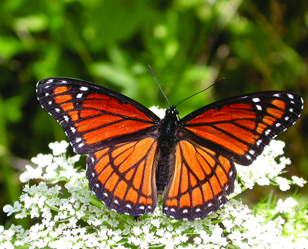 insect-mimicry-camouflage-lake-metroparks